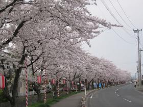桜並木.jpg